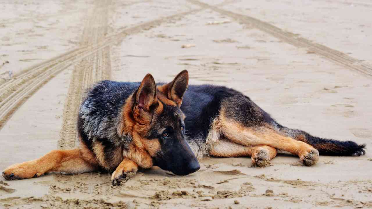 лежащая на песке немецкая овчарка